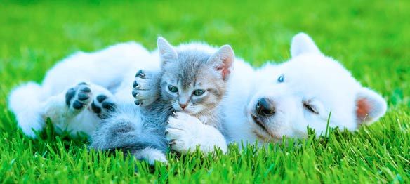 Perro y gato jugando