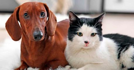 Perro y gato